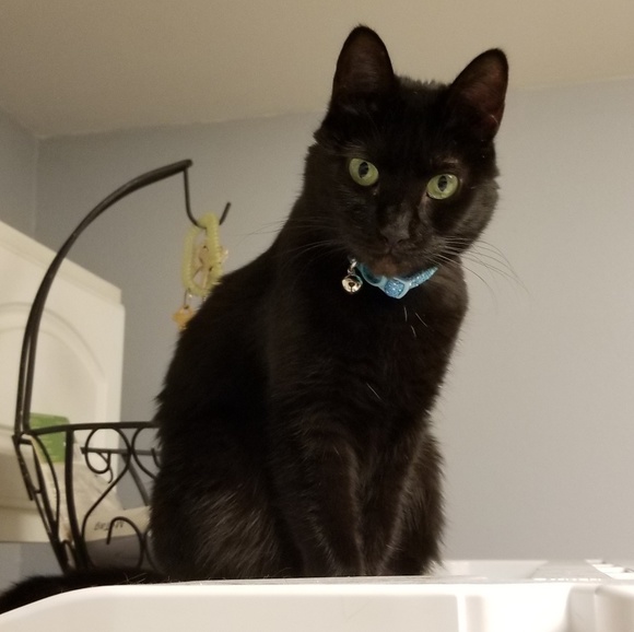 All Offers Welcomed 🐾 - Picture 4 of 7